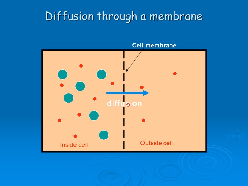 Diffusion through a membrane Cell membrane Inside cell Outside cell diffusion